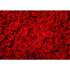 Fototapete Blumen Rose Bl�ten Natur Liebe Love Bl�te Rot�...