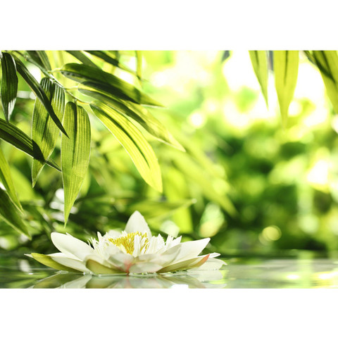 Vlies Fototapete no. 196 | Wellness Tapete Blte Natur...