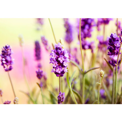 Fototapete Blumen Blten Natur Lila Wiese no. 197