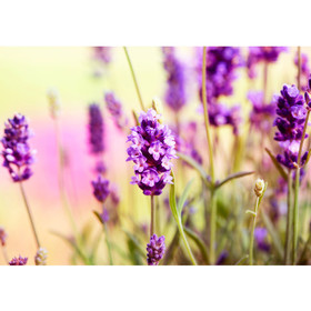 Fototapete Blumen Blten Natur Lila Wiese no. 197