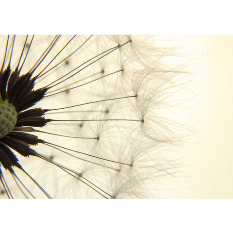Fototapete Pusteblume Lwenzahn Natur Beige no. 204