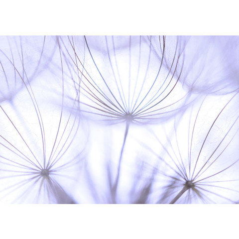 Vlies Fototapete no. 207 | Pflanzen Tapete Pusteblume...
