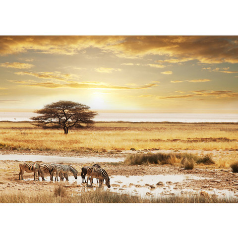 Fototapete Wüste Tiere Zebras Sonnenaufgang Natur  no. 236
