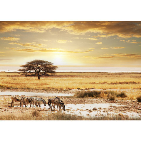 Fototapete W�ste Tiere Zebras Sonnenaufgang Natur� no. 236