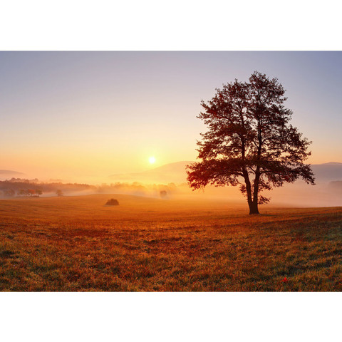 Fototapete Sonnenaufgang Baum Natur Feld no. 238