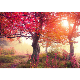 Fototapete Wald B�ume Natur Baum Sonne� no. 242