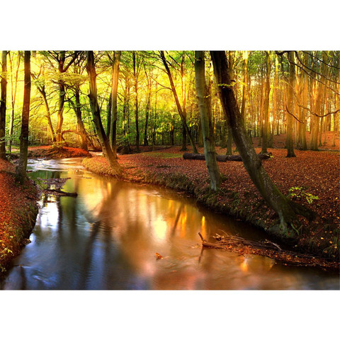 Fototapete Wald B�ume Natur Sonne Wasser� no. 252