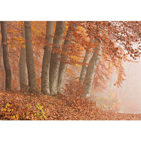 Vlies Fototapete no. 255 | Wald Tapete Wald Bume Natur Baum Herbst Nebel braun