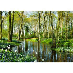 Fototapete Wald B�ume Natur Fr�hling Wasser Sonne� no. 256