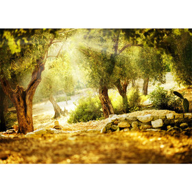 Fototapete Wald Sonne Steine B�ume Natur� no. 265