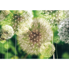 Fototapete Pusteblumen Wiese Grn Natur Pflanzen Blumen...