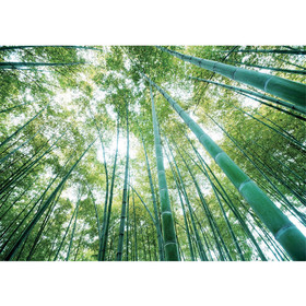 Fototapete Wald B�ume Himmel Bambus Natur gr�n� no. 410