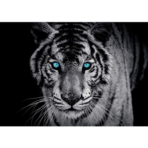 Fototapete Tiger Gesicht Auge blau schwarz-weiß  no. 426
