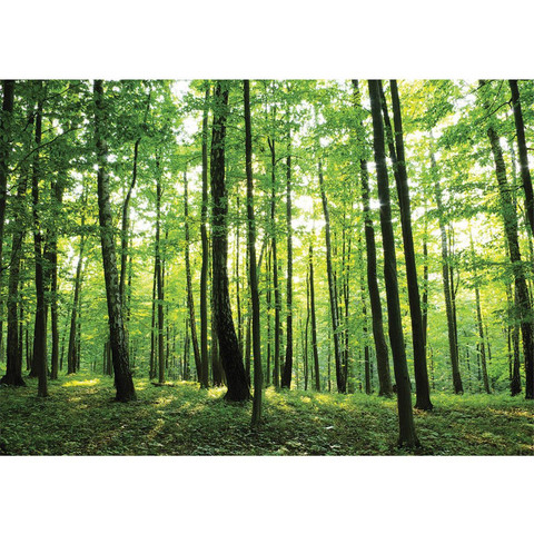 Vlies Fototapete no. 528 | Wald Tapete Bume Wald Sonne...