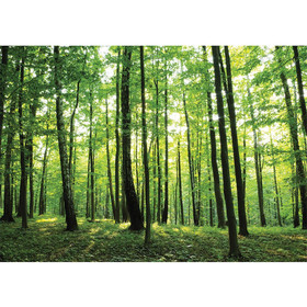 Fototapete B�ume Wald Sonne Wiese� no. 528