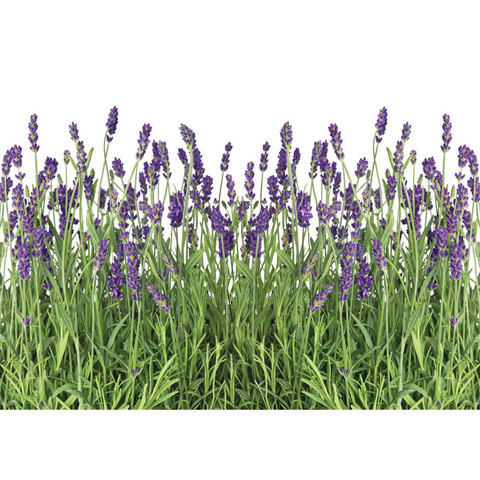 Fototapete Lavendel Pflanze Wiese Bl�ten� no. 612