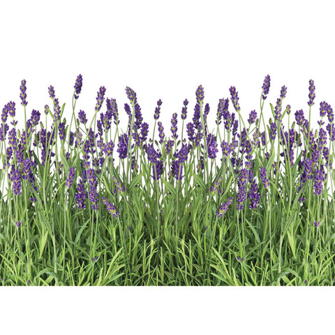 Vlies Fototapete no. 612 | Natur Tapete Lavendel Pflanze Wiese Blten grn