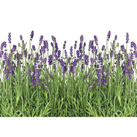 Fototapete Lavendel Pflanze Wiese Blüten  no. 612