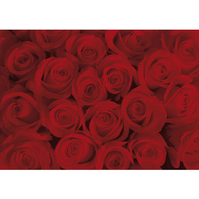 Fototapete Rosen Blten Blumen no. 726