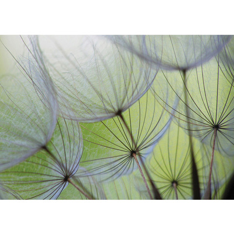 Vlies Fototapete no. 829 | Blumen Tapete Pusteblume Bl�te...