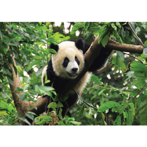 Fototapete Tier Panda Br Baum Fell Kinderzimmer Zoo Dschungel no. 986