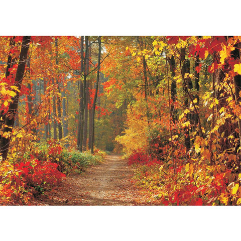 Fototapete Weg Wald B�ume Herbst Laub Baum Natur� no. 994