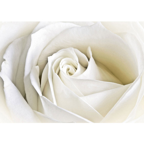 Vlies Fototapete no. 1099 | Blumen Tapete Rose Blumen Blte wei edel wei