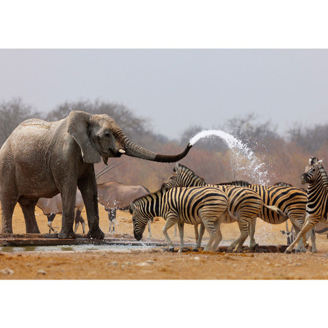 Vlies Fototapete no. 1294 | Afrika Tapete Elefanten Zebra Wasser Giraffe Antilopen braun