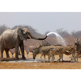 Fototapete Afrika Elefanten zebra Wasser Giraffe...