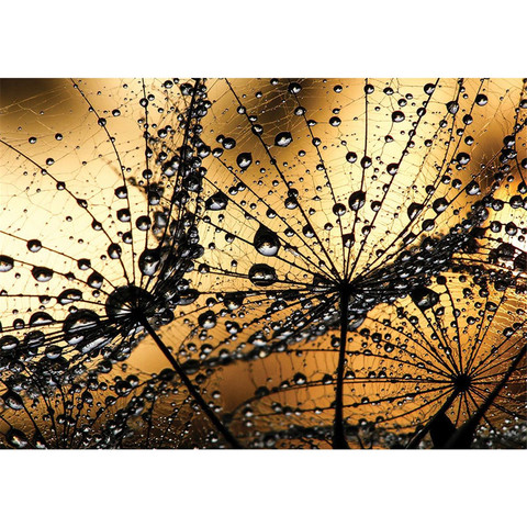 Vlies Fototapete no. 1316 | Blumen Tapete Pusteblume...