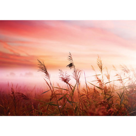 Fototapete Sonnenaufgang Pflanzen Himmel no. 1621