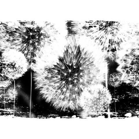 Vlies Fototapete no. 1627 | Blumen Tapete Blume...