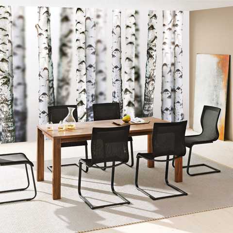 Fototapete B�ume Birken Wald Stamm� no. 2111