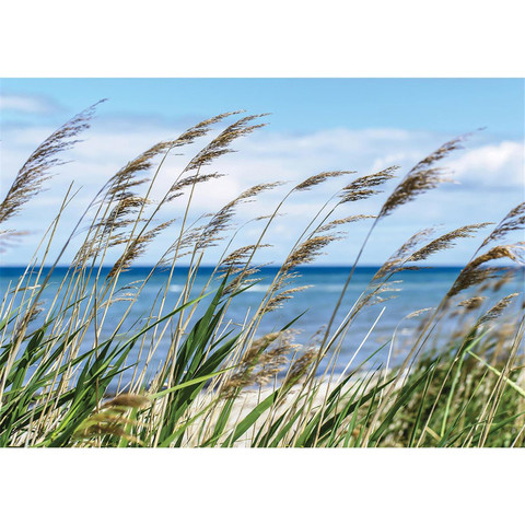 Fototapete Meer Strand Schilf Pflanzen Himmel no. 2201