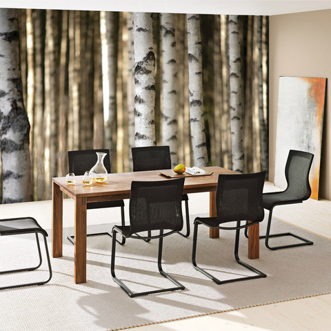 Fototapete Bume Birken Wald no. 2553