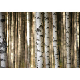 Vlies Fototapete no. 2553 | Wald Tapete Bäume Birken Wald...