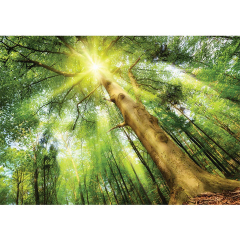 Fototapete Laubbaum Laubwald Sonne Sonnenstrahlen� no. 3225