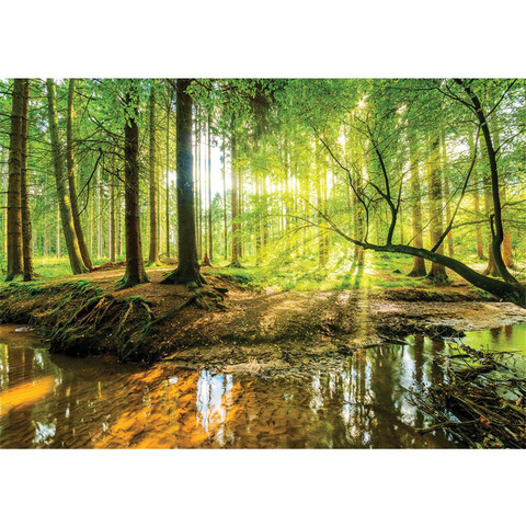 Fototapete Laubwald Bach Sonnenaufgang Fr�hling� no. 3355