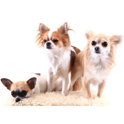 Vlies Fototapete no. 4501 | Natur Tapete Hund Tier Haus...