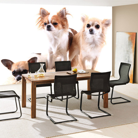 Fototapete Hund Tier Haus Freund Chihuahua� no. 4501