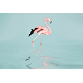 Flamingo Water Art.Nr. 119777