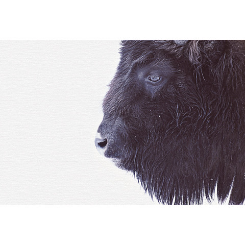 Black Buffalo Art.Nr. 119797