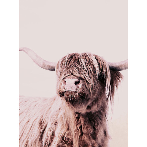 Highland Cattle 1 Art.Nr. 119821