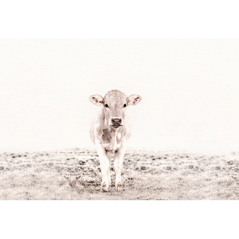 Highland Cattle 3 Art.Nr. 119833