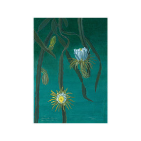 Tapete Collezioni dArte HILOCEREUS von Tecnografica 78613-4