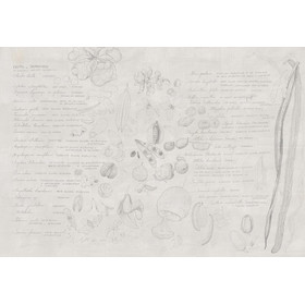 Tapete Collezioni dArte SEMINAMI von Tecnografica 78690-2